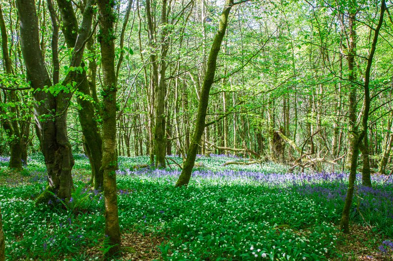 Bluebells and wild garlic in Rossmore Forest Park - May 2017 (26).jpg